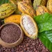 Gov’t must scale up Ghana’s cocoa processing to next level – Concerned Farmers