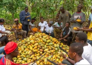 Cocoa farmers in Eastern Region express dissatisfaction over delayed payments