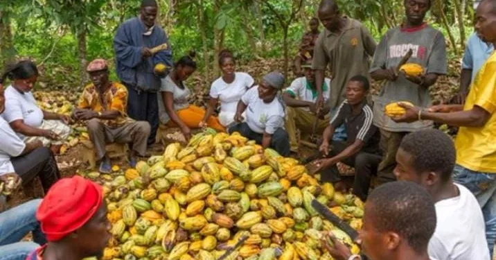 Cocoa farmers in Eastern Region express dissatisfaction over delayed payments