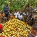 Cocoa farmers in Eastern Region express dissatisfaction over delayed payments