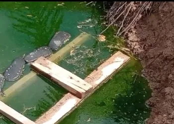 Two schoolchildren drown in uncovered manhole at Somanya
