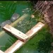 Two schoolchildren drown in uncovered manhole at Somanya