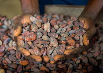 COCOBOD Board waive sitting allowance to support sector reforms