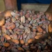 COCOBOD Board waive sitting allowance to support sector reforms
