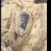 Health alert: Sachet water concealed in dough to prepare Banku (video)