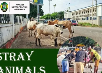 KMA detains stray cattle in intensified City clean-up campaign