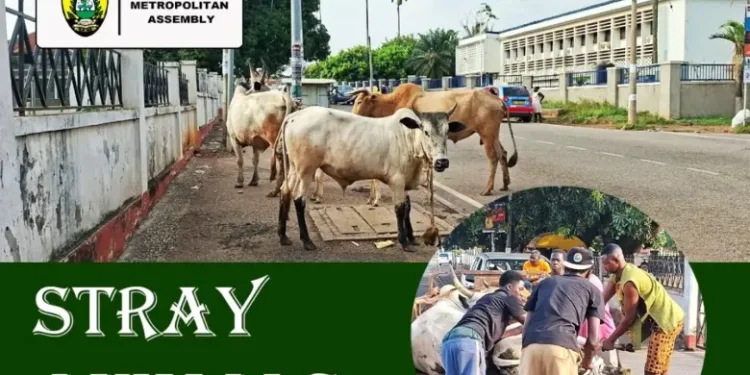 KMA detains stray cattle in intensified City clean-up campaign