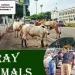 KMA detains stray cattle in intensified City clean-up campaign