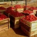 Ghanaian traders should reconsider tomato imports from Burkina Faso – Ellen Daaku