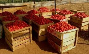 Ghanaian traders should reconsider tomato imports from Burkina Faso – Ellen Daaku