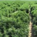 NACOC opens applications for industrial and medicinal cannabis cultivation