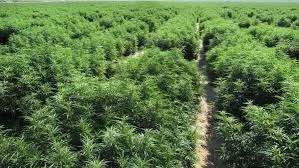 NACOC opens applications for industrial and medicinal cannabis cultivation