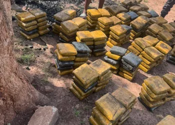 Police arrest a rickshaw rider with 397 slabs of suspected cannabis in Techiman