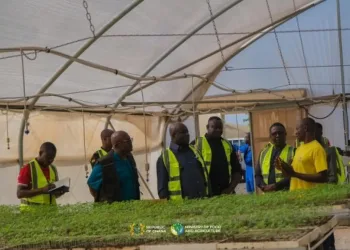 Maphlix farms to supply 3,000 tonnes of tomatoes to boost local market