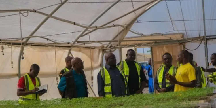 Maphlix farms to supply 3,000 tonnes of tomatoes to boost local market