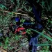 Police kill robber, five flee in foiled Ejura-Nkuranza attack