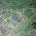 2-year-old’s body found in bush after 3-day search in Assin Awiafitaamu