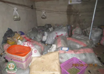 NACOC seizes 2.3 tonnes of suspected cannabis worth GH¢1.18m in raid