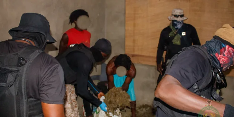 NACOC disrupts major cannabis production hub in Volta Region, three suspects arrested