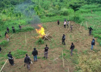 Police CID, NACOC destroy 10 acres of cannabis farms in Eastern Region