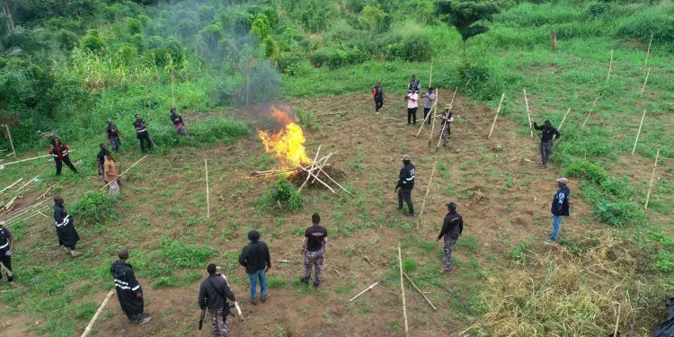 Police CID, NACOC destroy 10 acres of cannabis farms in Eastern Region