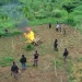 Police CID, NACOC destroy 10 acres of cannabis farms in Eastern Region