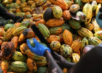 COCOBOD releases GH¢2.6 billion to pay cocoa farmers