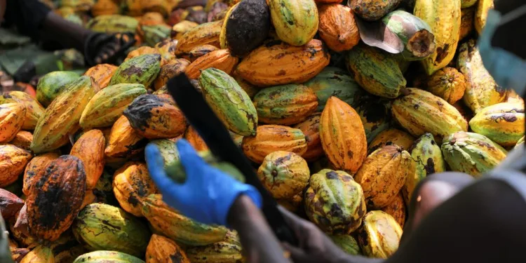 COCOBOD releases GH¢2.6 billion to pay cocoa farmers