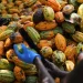 COCOBOD releases GH¢2.6 billion to pay cocoa farmers
