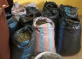 31-year-old farmer nabbed for cultivating Indian hemp along Volta Lake