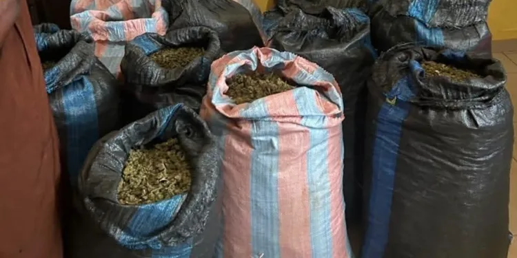 31-year-old farmer nabbed for cultivating Indian hemp along Volta Lake